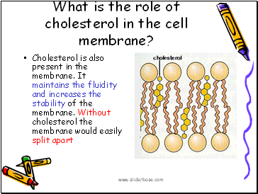 What is the role of cholesterol in the cell membrane?