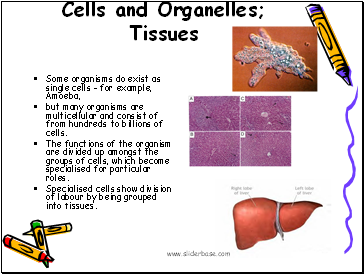 Cells and Organelles; Tissues