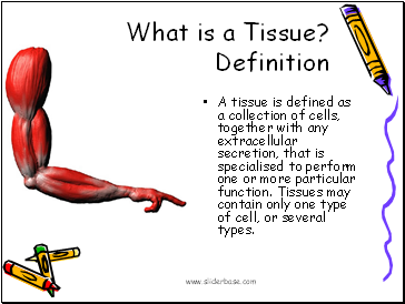 What is a Tissue?