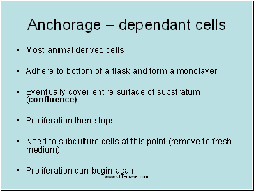 Anchorage – dependant cells
