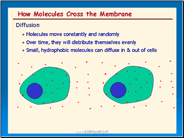 Diffusion of Bromine