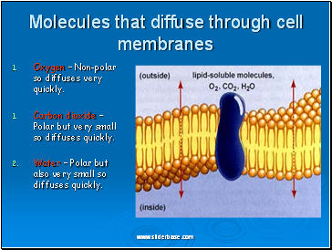 Molecules that diffuse through cell membranes