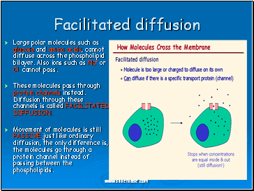 Facilitated diffusion