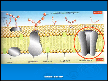 Facilitated diffusion