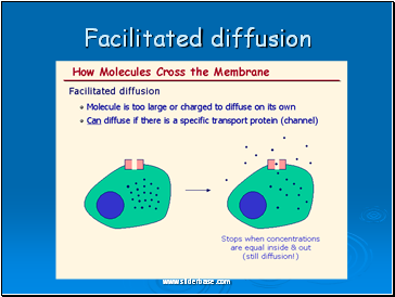 Facilitated diffusion
