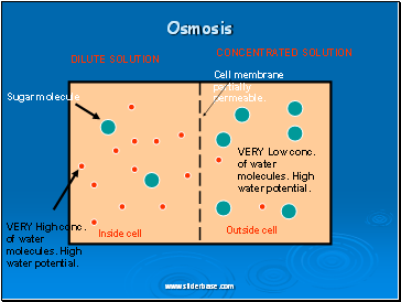 Osmosis