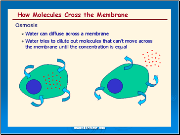 Cell membrane transport