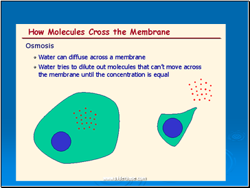 Cell membrane transport