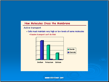 Cell membrane transport