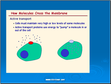 Cell membrane transport