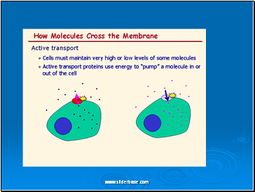 Cell membrane transport