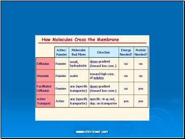 Cell membrane transport