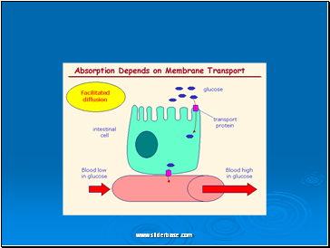 Cell membrane transport