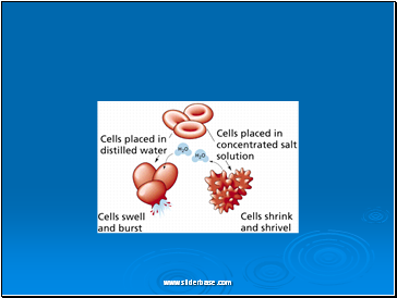 Cell membrane transport