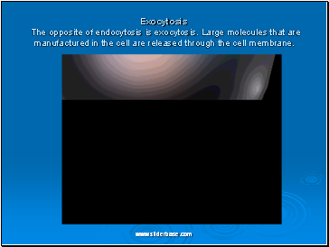 Exocytosis The opposite of endocytosis is exocytosis. Large molecules that are manufactured in the cell are released through the cell membrane.