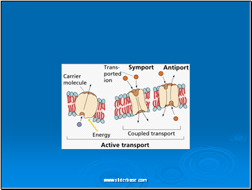 Exocytosis