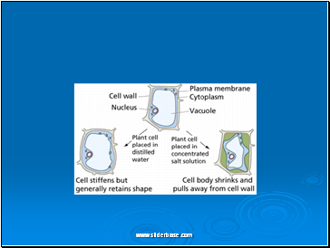 Exocytosis