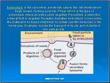 Endocytosis is the case when a molecule causes the cell membrane to bulge inward, forming a vesicle. Phagocytosis is the type of endocytosis where an entire cell is engulfed. Pinocytosis is when the external fluid is engulfed. Receptor-mediated endocytosis occurs when the material to be transported binds to certain specific molecules in the membrane. Examples include the transport of insulin and cholesterol into animal cells.