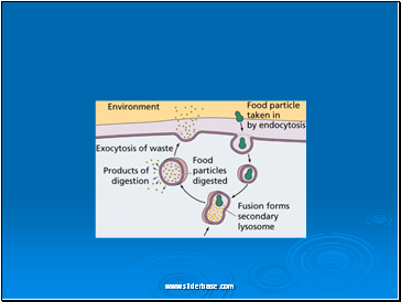 Exocytosis