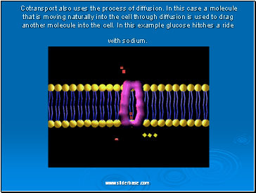 Cotransport also uses the process of diffusion. In this case a molecule that is moving naturally into the cell through diffusion is used to drag another molecule into the cell. In this example glucose hitches a ride with sodium.