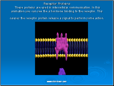 Receptor Proteins These proteins are used in intercellular communication. In this animation you can see the a hormone binding to the receptor. This causes the receptor protein release a signal to perform some action.