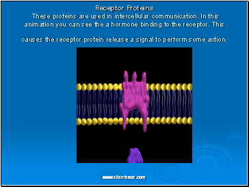 Receptor Proteins These proteins are used in intercellular communication. In this animation you can see the a hormone binding to the receptor. This causes the receptor protein release a signal to perform some action. Receptor Proteins These proteins are used in intercellular communication. In this animation you can see the a hormone binding to the receptor. This causes the receptor protein release a signal to perform some action.