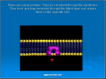 These are carrier proteins. They do not extend through the membrane. They bond and drag molecules through the bilipid layer and release them on the opposite side. These are carrier proteins. They do not extend through the membrane. They bond and drag molecules through the bilipid layer and release them on the opposite side.