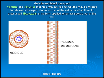 Vesicle-mediated transport Vesicles and vacuoles that fuse with the cell membrane may be utilized to release or transport chemicals out of the cell or to allow them to enter a cell. Exocytosis is the term applied when transport is out of the cell. Vesicle-mediated transport Vesicles and vacuoles that fuse with the cell membrane may be utilized to release or transport chemicals out of the cell or to allow them to enter a cell. Exocytosis is the term applied when transport is out of the cell.