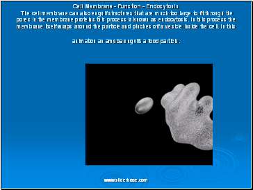 Cell Membrane - Function – Endocytosis The cell membrane can also engulf structures that are much too large to fit through the pores in the membrane proteins this process is known as endocytosis. In this process the membrane itself wraps around the particle and pinches off a vesicle inside the cell. In this animation an ameba engulfs a food particle. Cell Membrane - Function – Endocytosis The cell membrane can also engulf structures that are much too large to fit through the pores in the membrane proteins this process is known as endocytosis. In this process the membrane itself wraps around the particle and pinches off a vesicle inside the cell. In this animation an ameba engulfs a food particle.