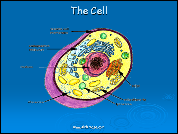 The Cell