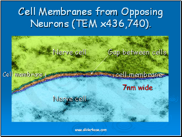 Cell Membranes from Opposing Neurons (TEM x436,740).