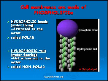 HYDROPHILIC heads (water liking) -Attracted to the water