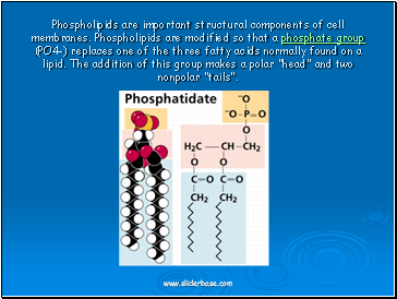 Phospholipids are important structural components of cell membranes. Phospholipids are modified so that a phosphate group (PO4-) replaces one of the three fatty acids normally found on a lipid. The addition of this group makes a polar "head" and two nonpolar "tails".