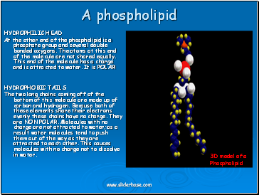 A phospholipid