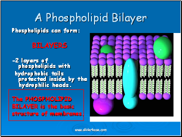 A Phospholipid Bilayer