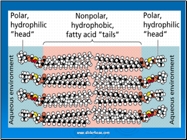 3D model of a Phospholipid