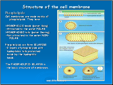 Structure of the cell membrane