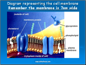 Diagram representing the cell membrane Remember the membrane is 7nm wide
