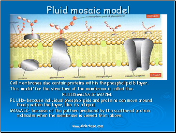 Fluid mosaic model