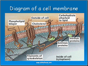 Diagram of a cell membrane