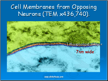 Cell Membranes from Opposing Neurons (TEM x436,740).