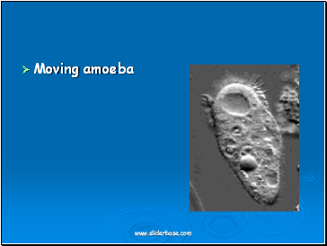 Moving amoeba
