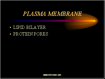 Plasma Membrane