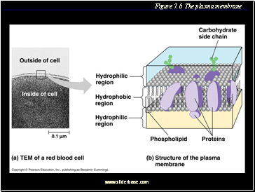 Figure 7.6 The plasma membrane