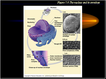 Figure 7.9 The nucleus and its envelope