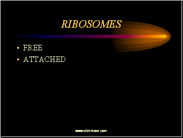 Ribosomes