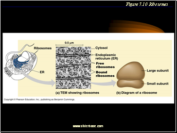 Figure 7.10 Ribosomes