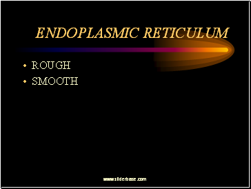 Endoplasmic Reticulum