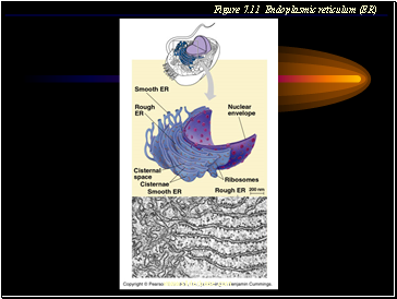 Figure 7.11 Endoplasmic reticulum (ER)