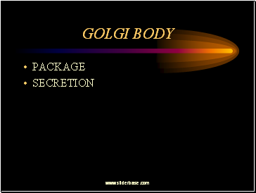 Golgi Body